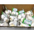 2018 hot selling clean normal white fresh garlic